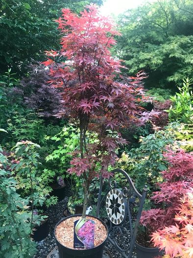 Japanese acers - wide selection