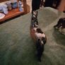 porcelain horse Image 4