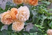 Cluster Orange Rose (Highly fragrant)