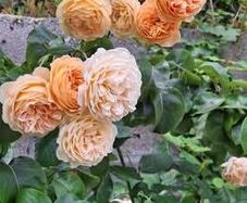 Cluster Orange Rose (Highly fragrant)