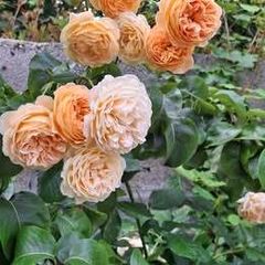 Cluster Orange Rose (Highly fragrant)