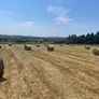 Round bales of Hay Image 3