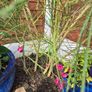 plant Image 2
