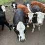 Organic cattle Image 6