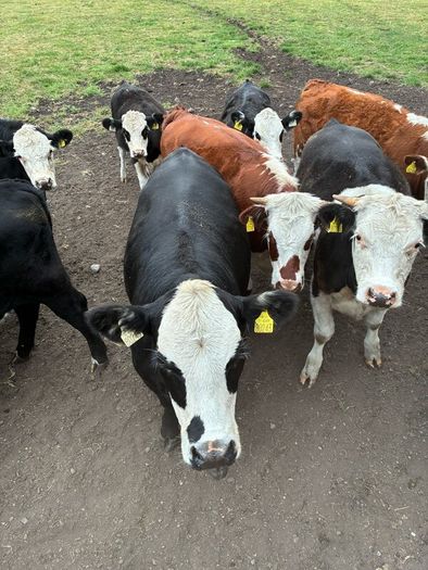 Organic cattle