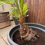 Palm tree for the garden or terrace Image 5