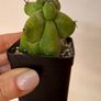 Myrtillocactus geometrizans fukurokuryuzinboku "boobie cactus" Image 3