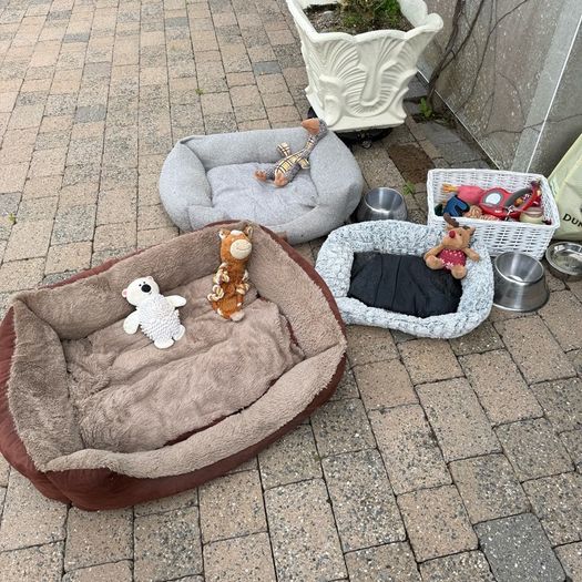 Dogs
