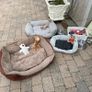 Dogs Image 3