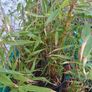 8 clumping bamboo sale!!! Image 4
