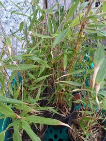 Plants-Clumping bamboo non invasive 1L