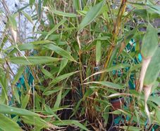 Plants-Clumping bamboo non invasive 1L
