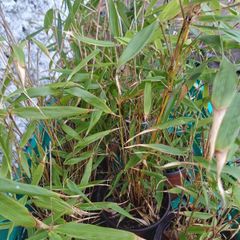 Plants-Clumping bamboo non invasive 1L