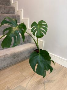 indoor plant