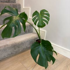 indoor plant