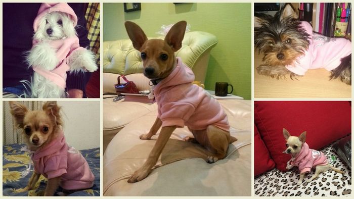NEW dog/cat winter hoodies in SMALL & LARGE sizes