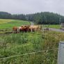 Organic bullocks for sale Image 4