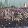 Native Whitethorn Hedging from 60 cents Image 2