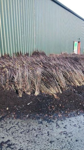Native Whitethorn Hedging from 60 cents