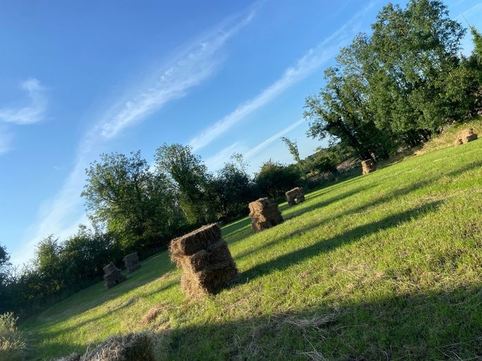 Square bales