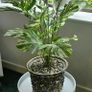 Artificial monstera Image 8