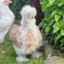 Silkie hatching eggs Image 4