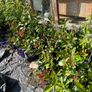 Potted Native Trees and Shrubs Image 8