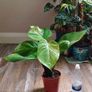 Epipremnum Aureum Marble Queen big leaves Image 5