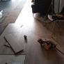 floors Image 3