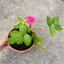 plant Image 3