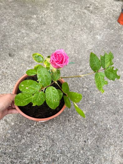 plant