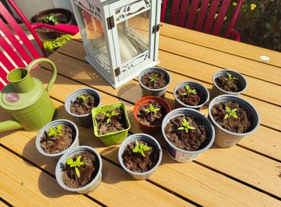 Tomato Seedlings