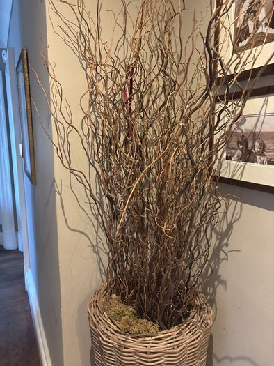 Very tall rattan planter with contorted willow