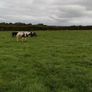 Show heifers Image 3