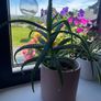 aloe arborescens plant Image 2