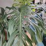 Monstera deliciosa Image 3