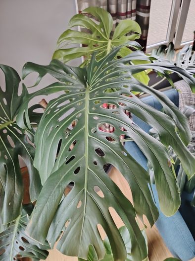 Monstera deliciosa