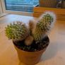 Parodia Ball Cactus Image 2