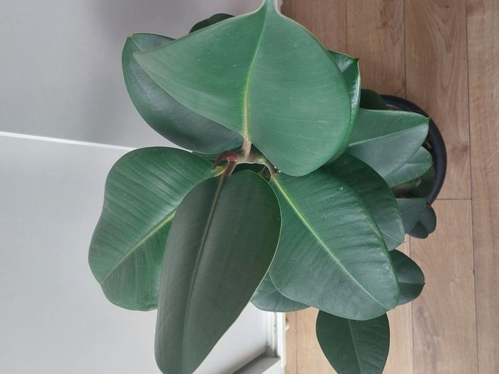 Healthy Mature Rubber Plant (Ficus Elastica)