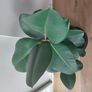 Healthy Mature Rubber Plant (Ficus Elastica) Image 2