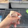 hamster Image 4
