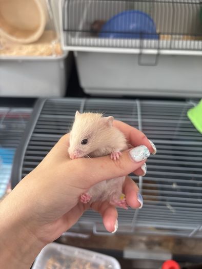 hamster