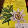 The Armchair Book of The Garden/ Dr. D. G. Hessayon/ 1986 Image 10
