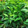 Portuguese Laurel Image 6