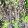 apple trees Image 7