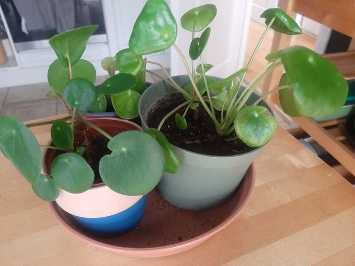 Indoor plants
