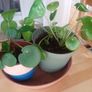Indoor plants Image 5