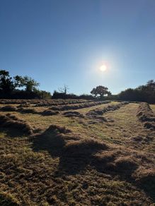 Hay