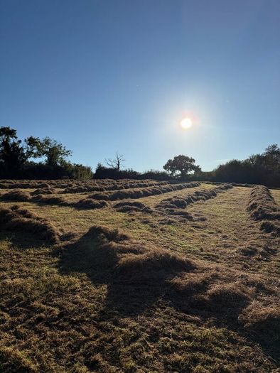 Hay