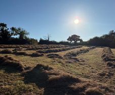 Hay